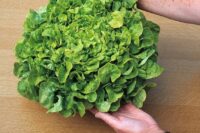Lettuce, Green Salad Bowl (50 Days), Heirloom