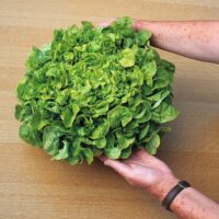 Lettuce, Green Salad Bowl (50 Days), Heirloom