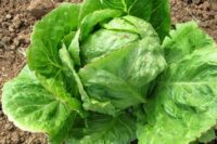 Lettuce, Iceburg (82 Days), Heirloom