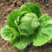 Lettuce, Iceburg (82 Days), Heirloom