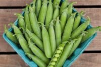 Pea, Laxton's Progress No. 9 (60-62 Days), Heirloom