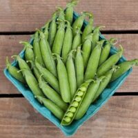 Pea, Laxton's Progress No. 9 (60-62 Days), Heirloom