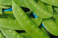 Pea, Mammoth Melting Sugar (74 Days), Heirloom