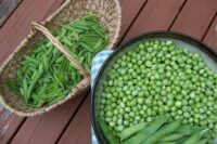 Pea, Little Marvel (62 Days), Heirloom