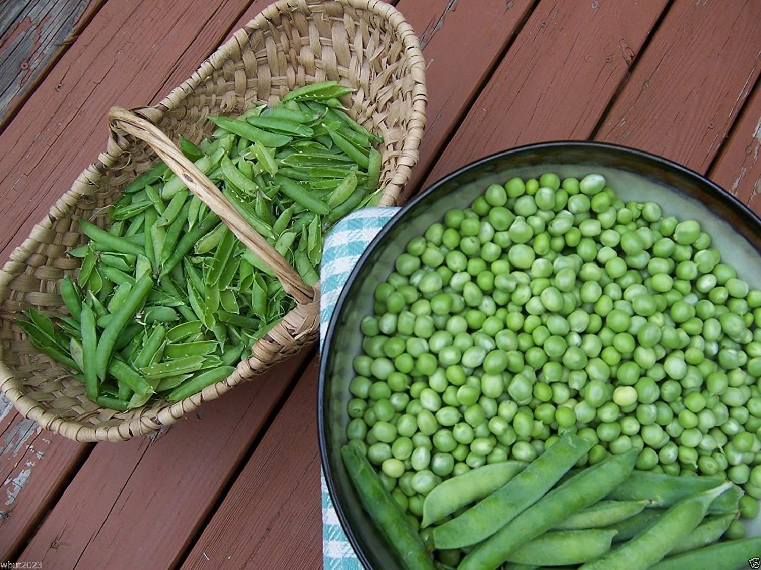 Pea, Little Marvel (62 Days), Heirloom