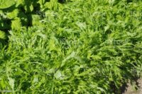 Mustard, Mizuna (40 Days), Heirloom
