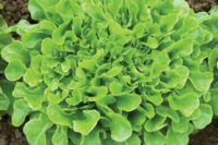 Lettuce, Oakleaf (40-45 Days), Heirloom