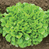 Lettuce, Oakleaf (40-45 Days), Heirloom