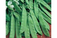 Pea, Oregon Sugar Pod II (55-60 Days), Heirloom