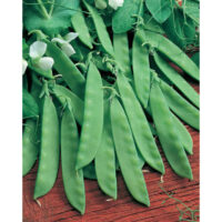 Pea, Oregon Sugar Pod II (55-60 Days), Heirloom