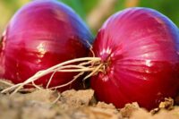 Onion Sets, Oversize (Red)
