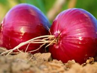 Onion Sets, Oversize (Red)