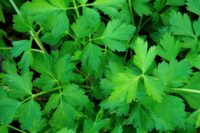 Parsley, Plain (70 Days), Heirloom