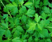 Parsley, Plain (70 Days), Heirloom