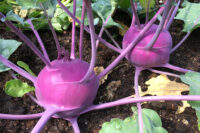 Kohlrabi, Early Purple Vienna (60 Days), Heirloom