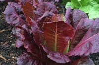 Lettuce, Romaine, Red (66-70 Days), Heirloom