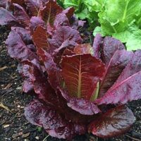 Lettuce, Romaine, Red (66-70 Days), Heirloom
