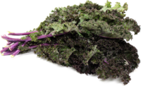 Kale, Red Russian (50 Days), Heirloom