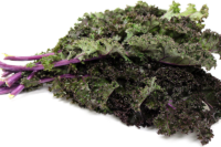 Kale, Red Russian (50 Days), Heirloom