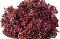 Lettuce, Red Salad Bowl (46 Days), Heirloom