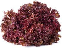 Lettuce, Red Salad Bowl (46 Days), Heirloom