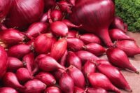 Onion Sets, Red    