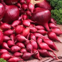 Onion Sets, Red    