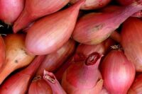 Shallots Bulbs, Red Sun, Hybrid,