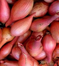 Shallots Bulbs, Red Sun, Hybrid,