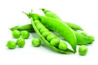 Pea, Spring (52 Days), Heirloom