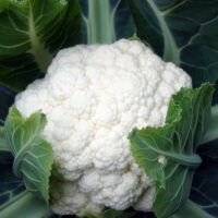 Cauliflower, Snowball Imp. (55 Days), Heirloom