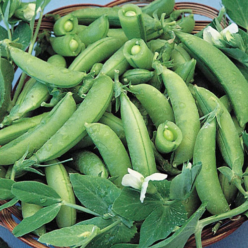 Pea, Super Sugar Snap (70 Days), Heirloom