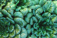 Mustard, Tatsoi (45 Days), Heirloom