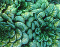 Mustard, Tatsoi (45 Days), Heirloom