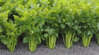 Celery, Tall Utah (105 Days), Heirloom
