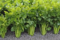 Celery