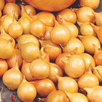 Onion Sets, Yellow