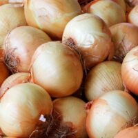 Onion, Sweet Spanish Yellow (110 Days), Heirloom