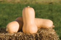 Squash, Waltham Butternut (110 days), Heirloom