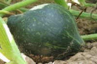 Squash, Green Hubbard (105 days), Heirloom