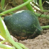 Squash, Green Hubbard (105 days), Heirloom