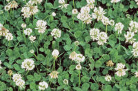 Clover,  Ladino