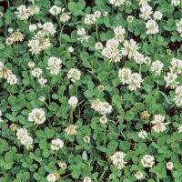 Clover,  White Dutch