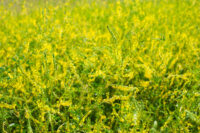Clover, Yellow Blossom