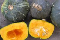 Squash, Burgess Buttercup (100 days), Heirloom, Heirloom