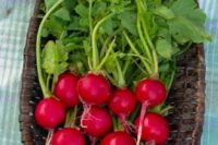 Radish, Champion (20 days), Heirloom