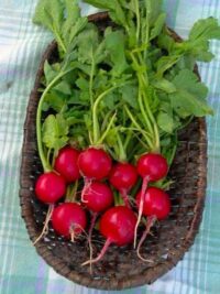 Radish, Champion (20 days), Heirloom