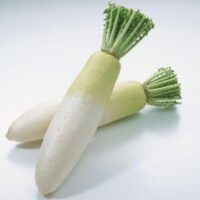 Radish, China White (Winter) (55 days), Heirloom
