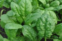Spinach, Bloomsdale Long Standing (45 days), Heirloom