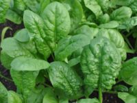 Spinach, Bloomsdale Long Standing (45 days), Heirloom